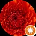 Ivon Christando Avatar